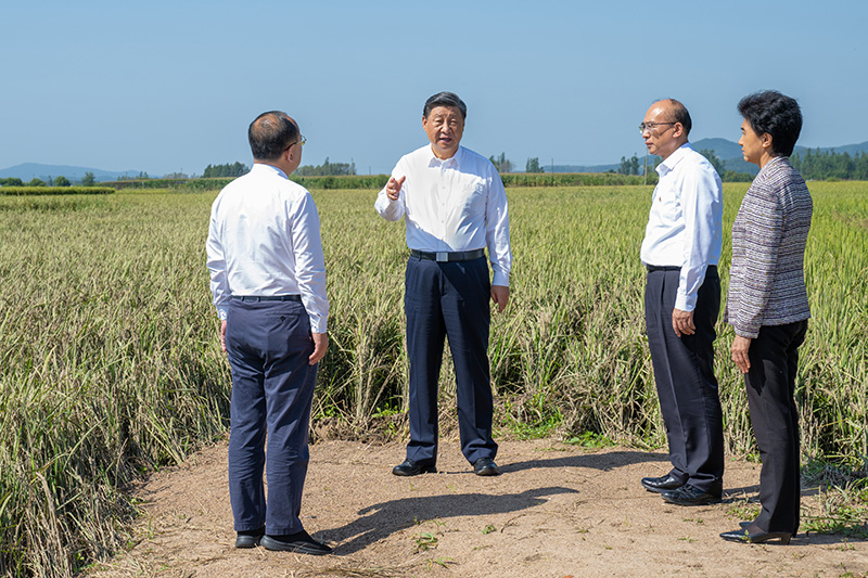 9月6日至8日，，，，中共中央总书记、国家主席、中央军委主席习近平在黑龙江考察。。。。这是7日上午，，，，习近平在遭受洪涝灾难的哈尔滨尚志市老街基乡龙王庙村，，，，观察水稻受灾情形。。。。