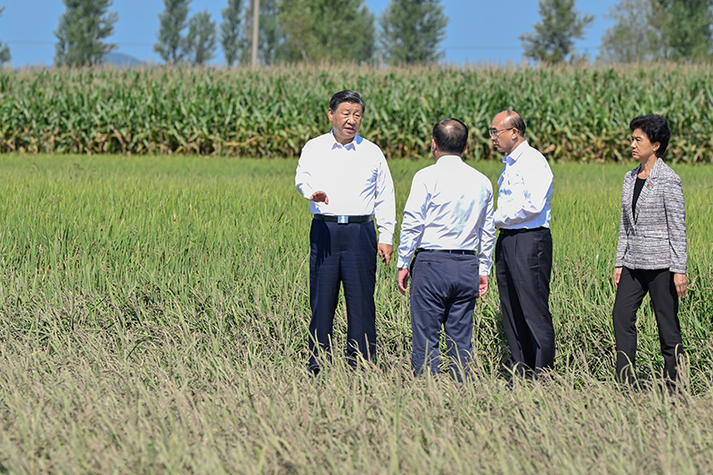 9月6日至8日，，，，中共中央总书记、国家主席、中央军委主席习近平在黑龙江考察。。。。这是7日上午，，，，习近平在遭受洪涝灾难的哈尔滨尚志市老街基乡龙王庙村，，，，观察水稻受灾情形。。。。